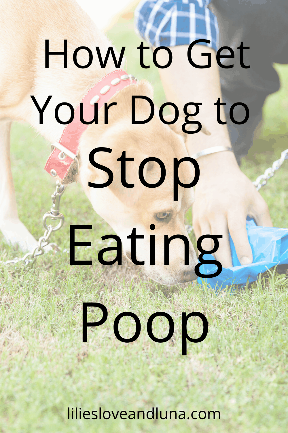 Why Do Dogs Eat Poop And How To Stop Them Lilies Love And Luna