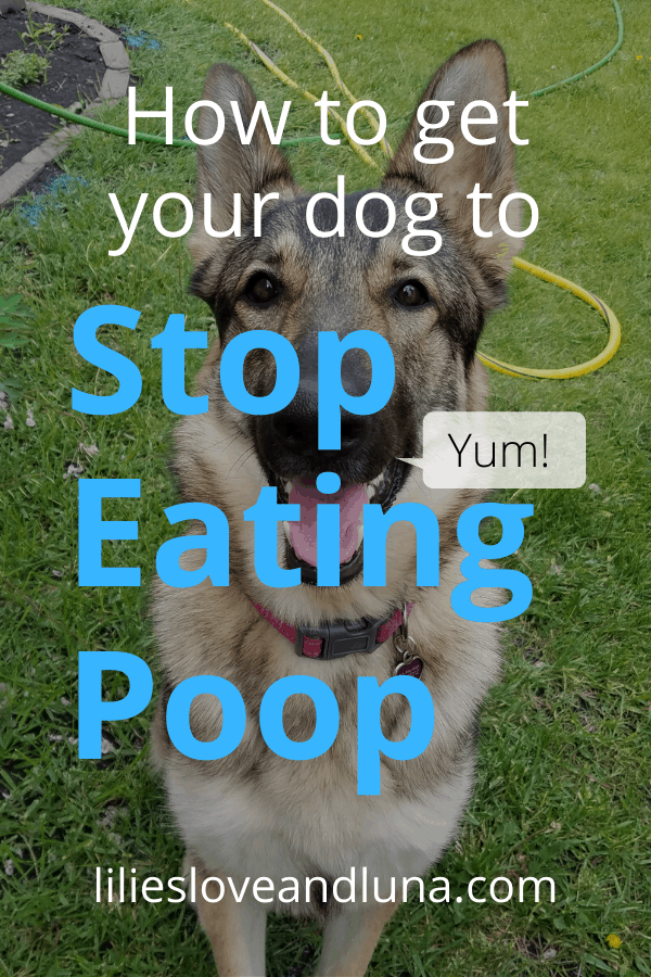 Why Do Dogs Eat Poop? (And How To Stop Them) - Lilies, Love, and Luna
