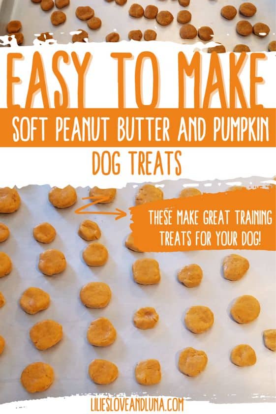 Pin image for easy to make soft peanut butter and pumpkin dog treats with thumbprint sized treats on a baking pan.