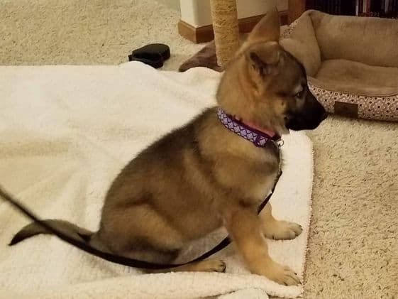 A German Shepherd puppy sitting while wearing a purple color with a black leash attached.