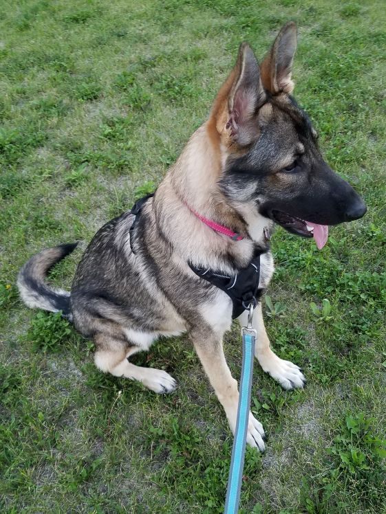 A German Shepherd wearing a harness and leash.