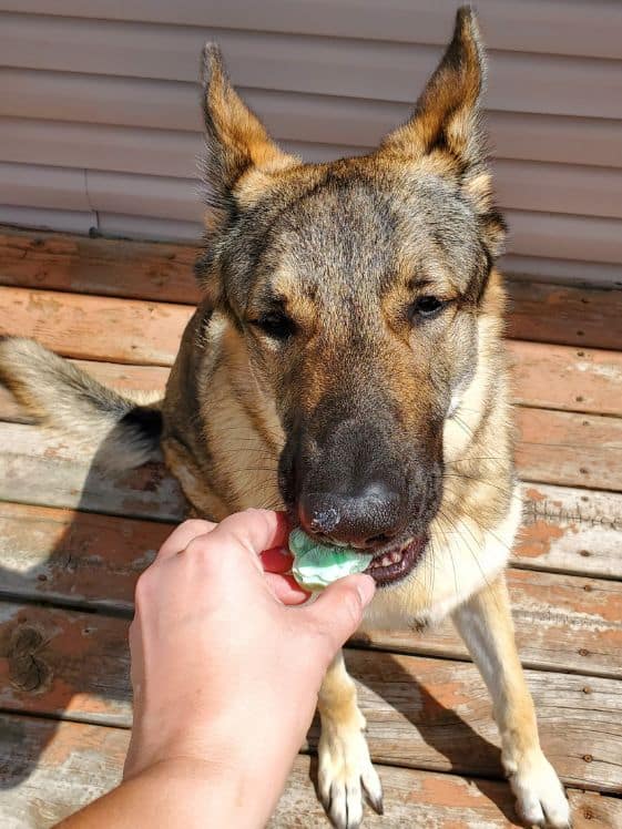 https://liliesloveandluna.com/wp-content/uploads/2019/08/05-08-23-German-shepherd-eating-frozen-fresh-breath-treat.jpg