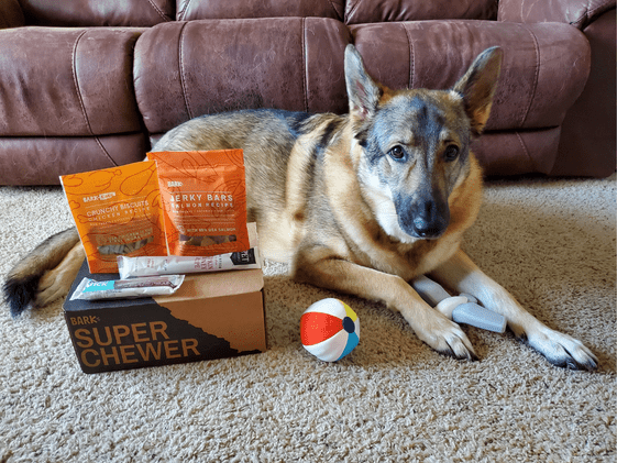 A German Shepherd laying with a Super Chewer box with beach themed toys and treats.