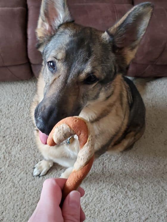 A German Shepherd looking at a candy cane dog treat.