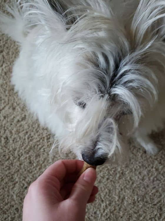 Poodle terrier eating a candy cane dog treat.