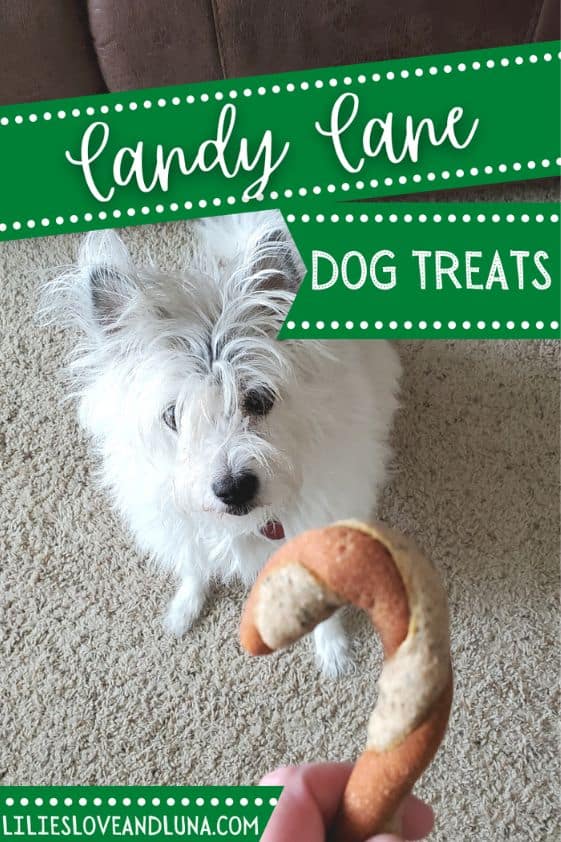 Pin image for candy cane dog treats with a poodle terrier looking at a candy cane dog treat.