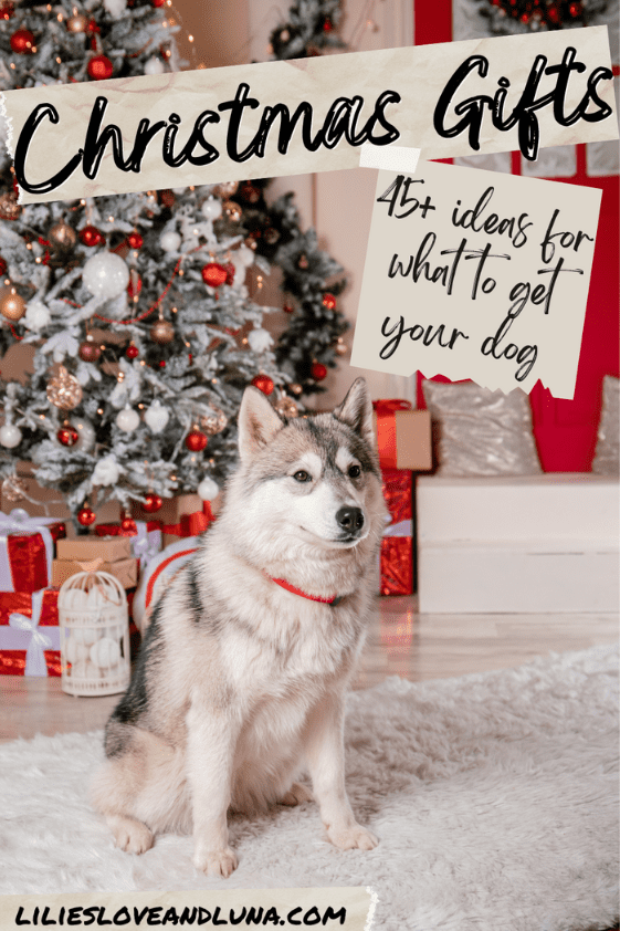 Pin image for Christmas Gifts for dogs with a husky sitting in front of a Christmas tree with gifts under it.