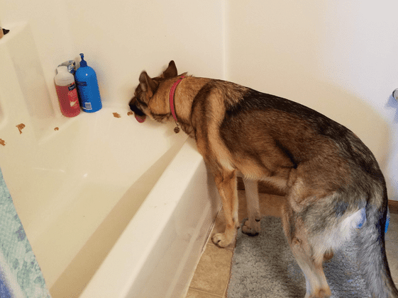 A German Shepherd licking peanut butter off a bathtub.
