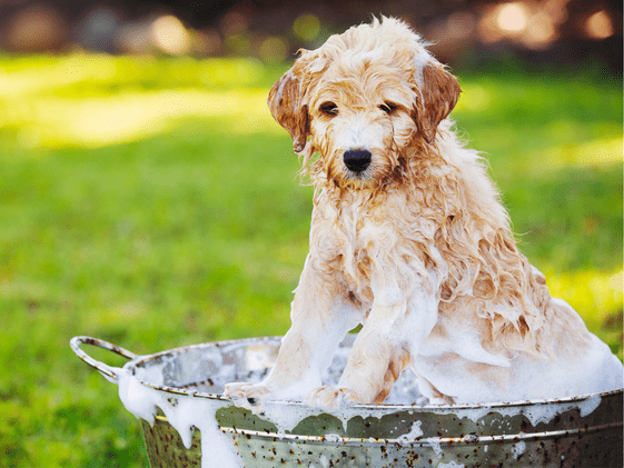 A young dog standing in a galvanized tub getting a bath.