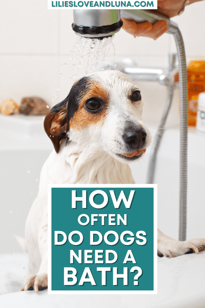 Pin image for how often do dogs need a bath with a dog getting rinsed off in the bathtub.