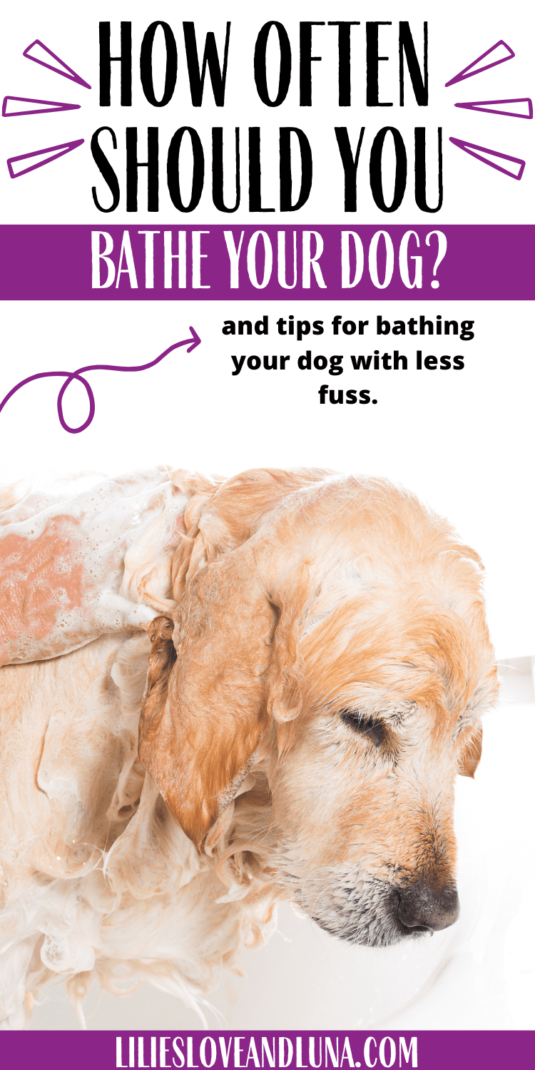 Pin image for how often shoud you bathe your dog with a dog getting shampooed.