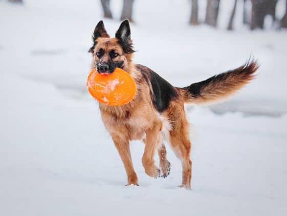 A German Shepherd playing fetch in the snow with a disc toy.