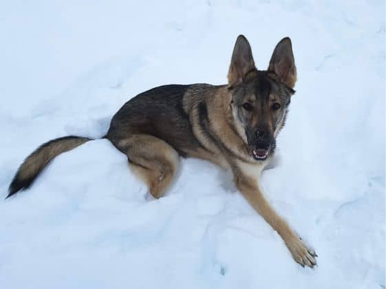 A German Shepherd laying in the snow.