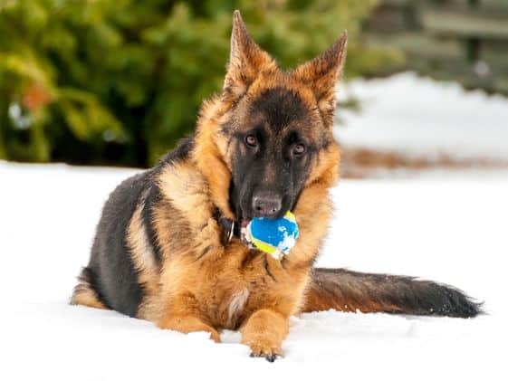 A German Shepherd laying in the snow while holding a ball in their mouth.