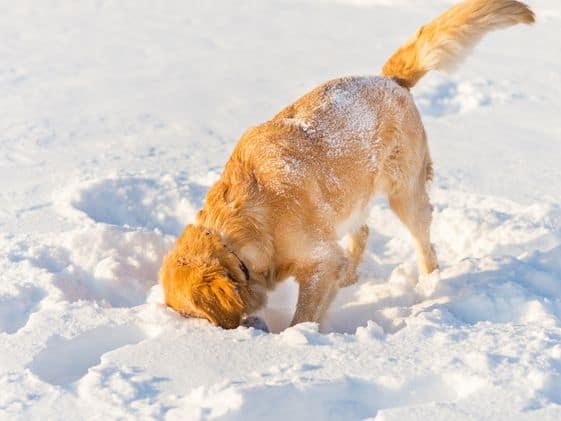 A golden retriever digging in the snow.