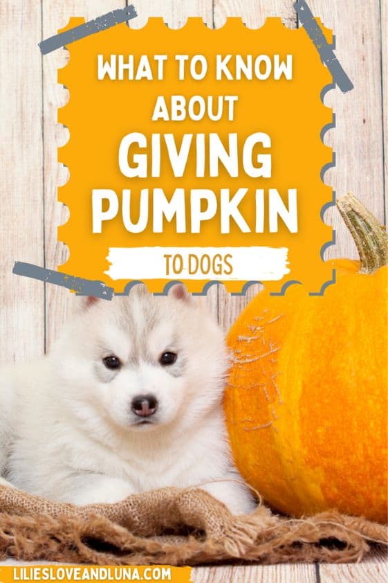 Pin image for what to know about giving pumpkin to dogs with a white dog laying next to a pumpkin.