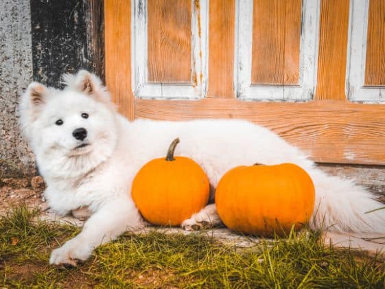 White dog laying down with two pumpkins in front of them.