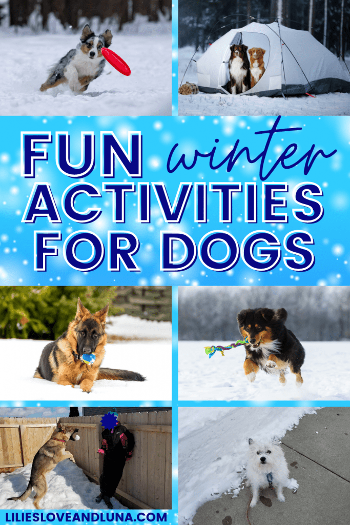 Pin image for fun winter activities for dogs with 6 dogs playing in different ways outside in the snow.