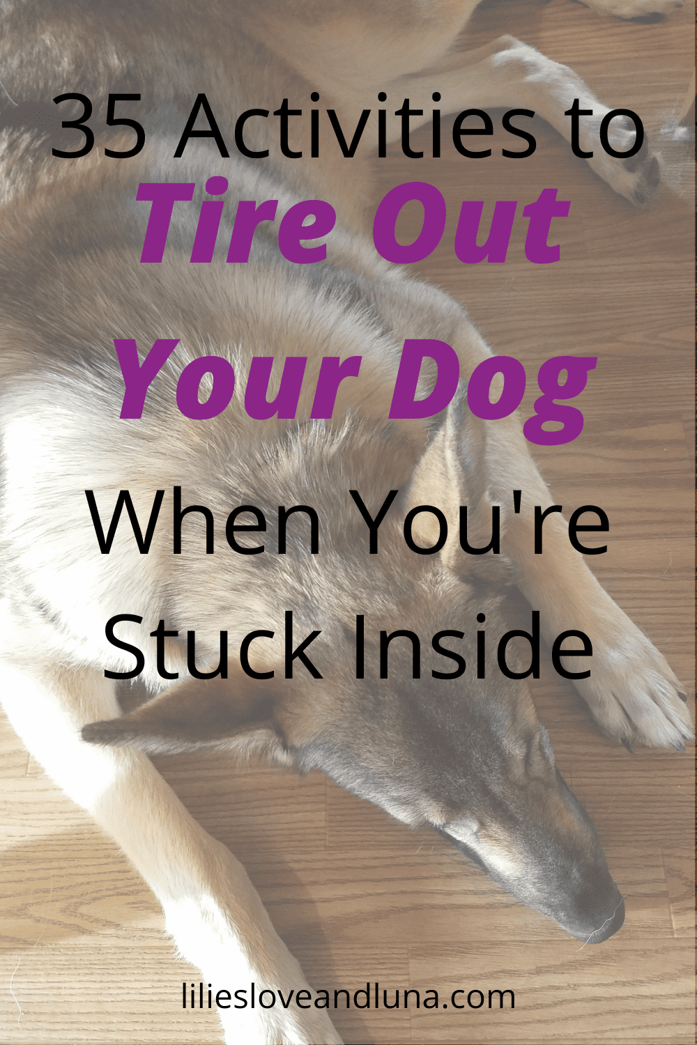 35 Indoor Activities for Dogs Lilies, Love, and Luna