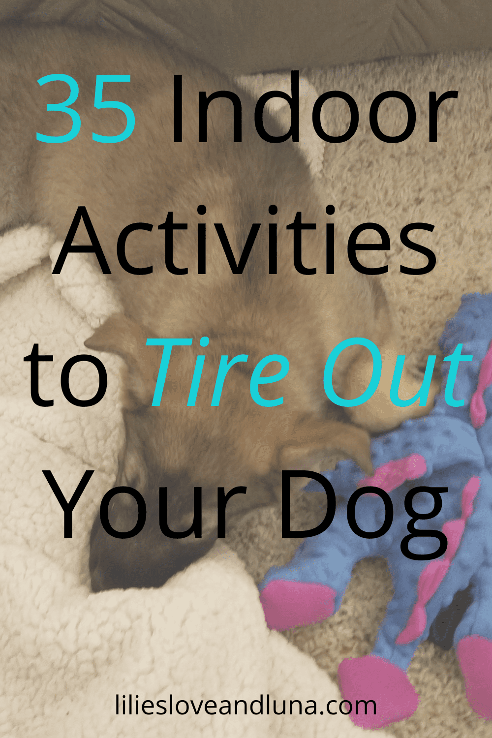 35 Indoor Activities for Dogs Lilies, Love, and Luna