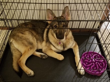German shepherd laying in a wire kennel next to a slow feeder bowl.