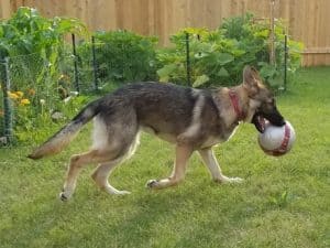 A German shepherd with a soccer ball in her mouth.