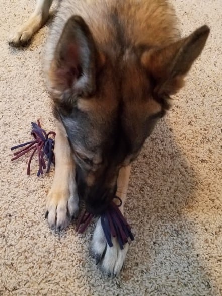 German Shepherd chewing on the t-shirt tug toy.