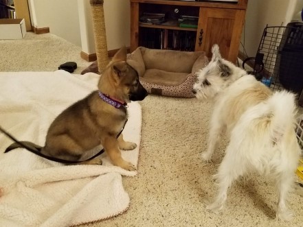 German shepherd puppy sitting near a standing white poodle terrier.