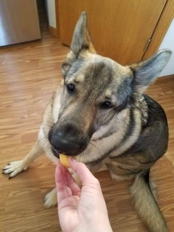 German Shepherd eating a frozen pumpkin dog treat.