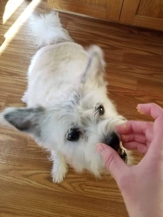 Small white poodle terrier eating a frozen dog treat.