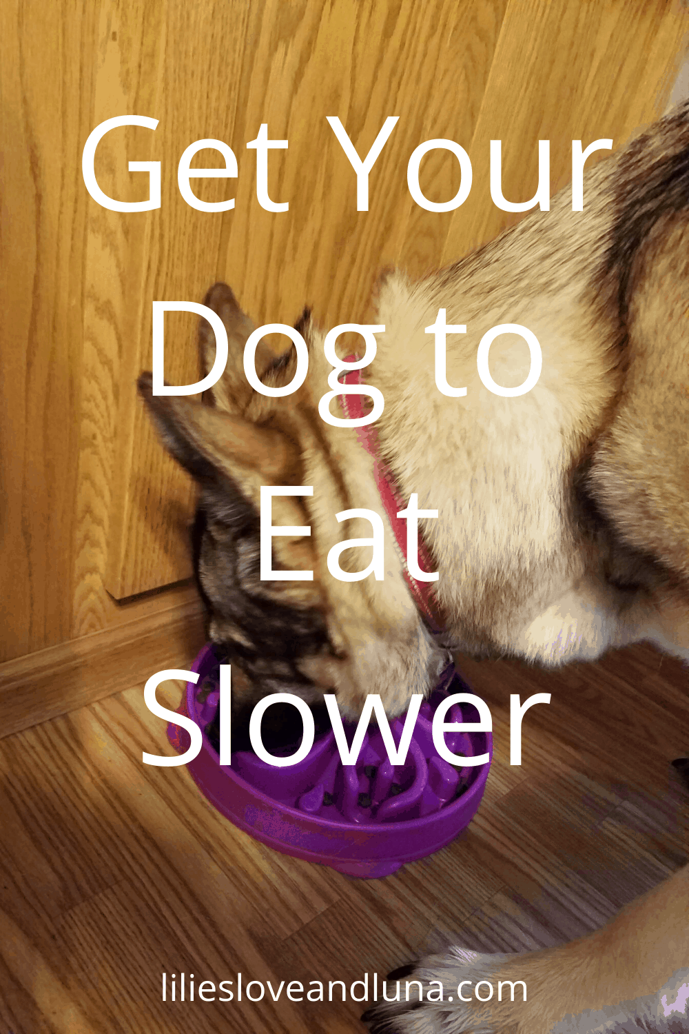 How to Slow Down a Dog That Eats Too Fast Lilies, Love, and Luna