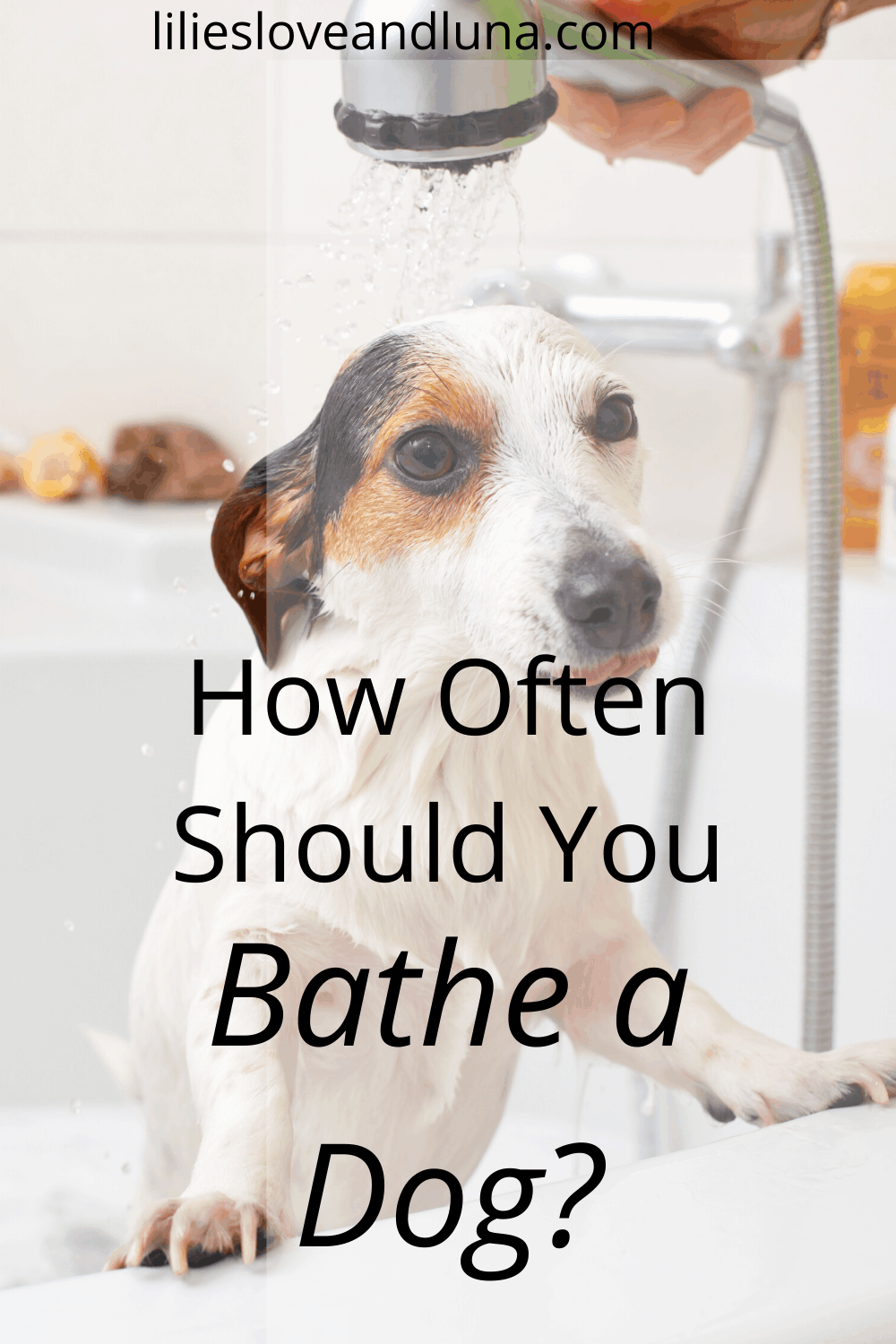 How Often Should Dogs Get a Bath Lilies, Love, and Luna