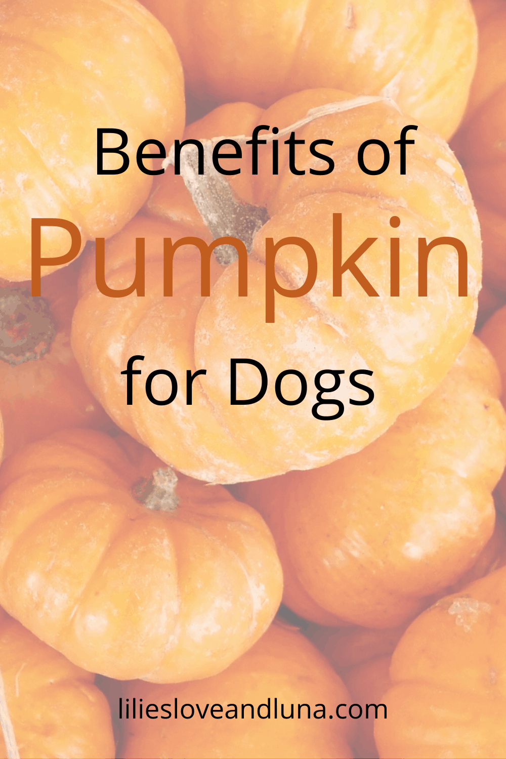 The Benefits of Pumpkin for Dogs - Lilies, Love, and Luna