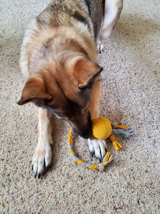 A German Shepherd playing with a tennis ball tshirt toy.