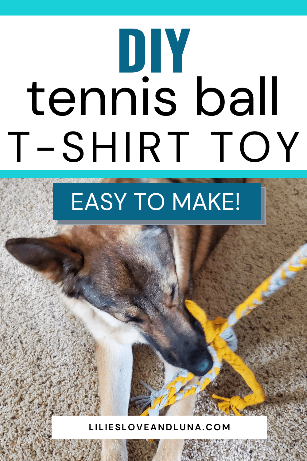 Pin image of a German shepherd playing with a DIY tennis ball t-shirt toy.