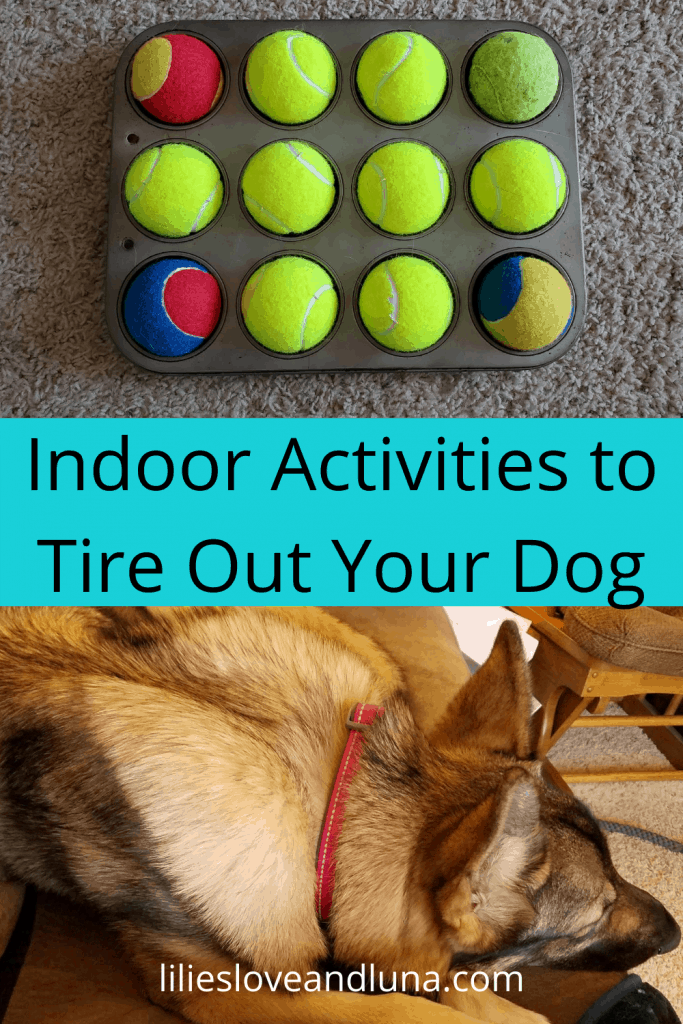 24 Indoor Activities for Dogs Lilies, Love, and Luna