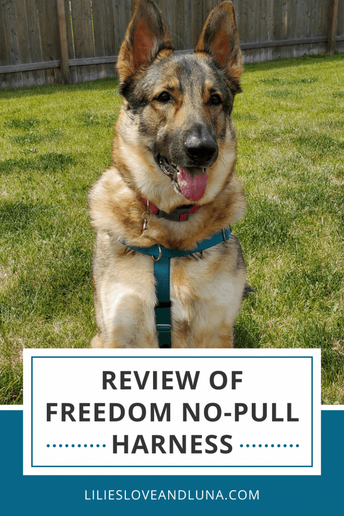German shepherd wearing a harness with the words Review of the Freedom No-pull Harness.