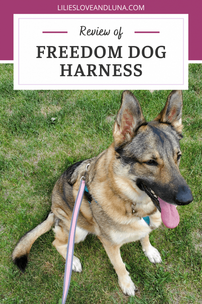 German shepherd wearing a harness with the words Review of Freedom Dog Harness.