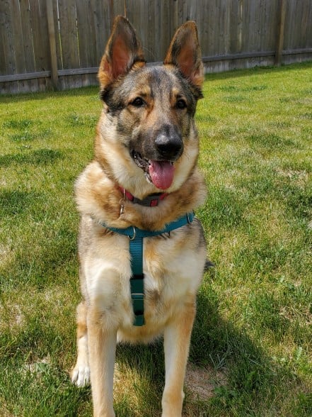 Front view of a German Shepherd in a Freedom Harness.