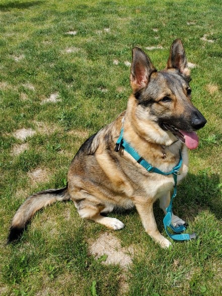 German Shepherd with harness partially on.