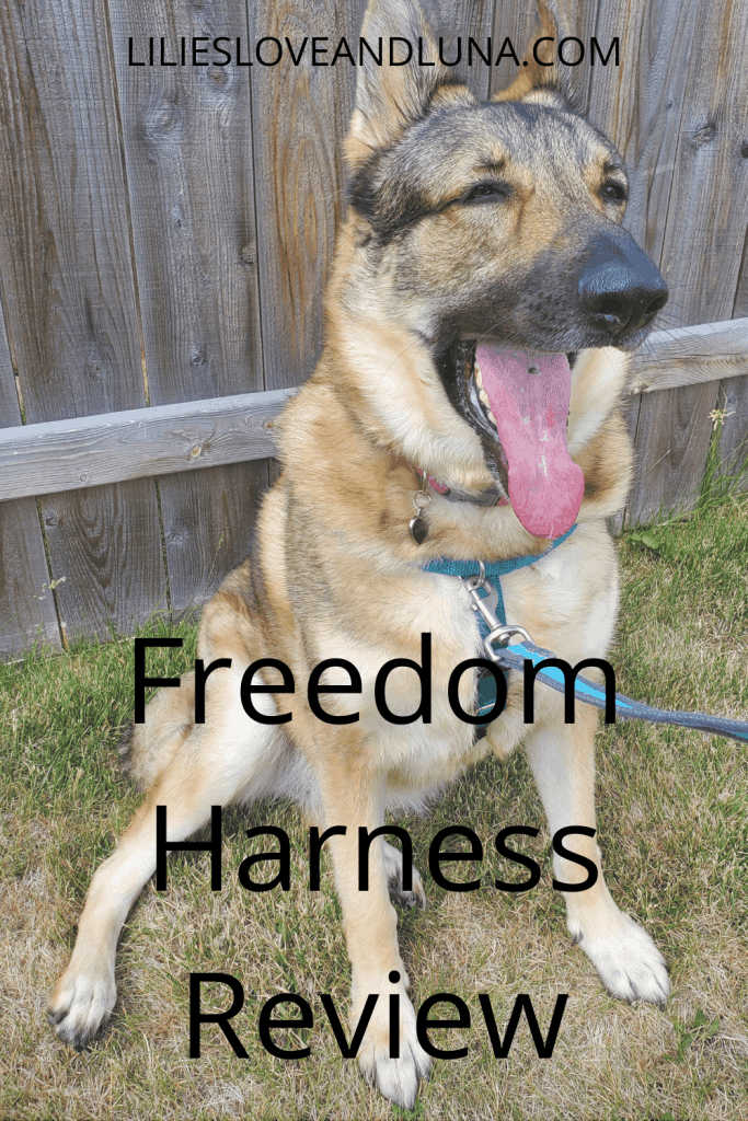 German shepherd wearing a harness with the words Freedom Harness Review.