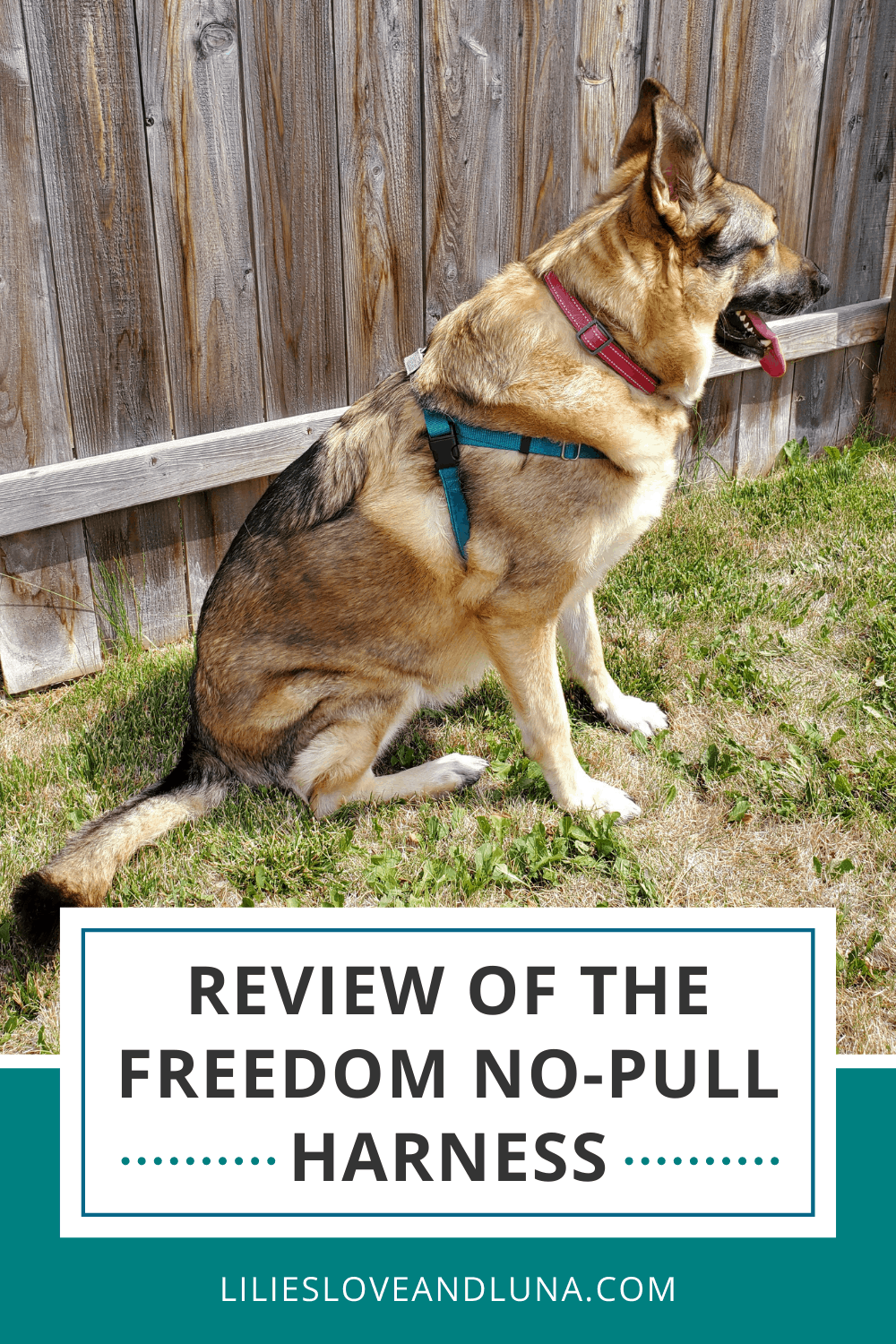 German shepherd wearing a harness with the words Review of the Freedom No-pull Harness.