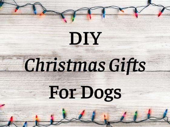 An image of Christmas lights above and below the words DIY Christmas Gifts for Dogs.