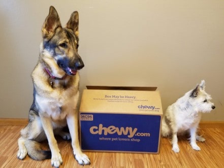 A Chewy.com box between a German shepherd and a small white dog.
