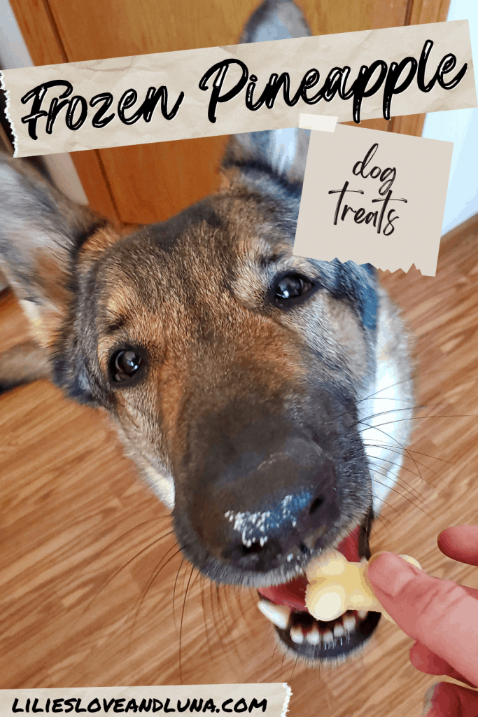 German shepherd eating a bone shaped treat with the words frozen pineapple dog treat.