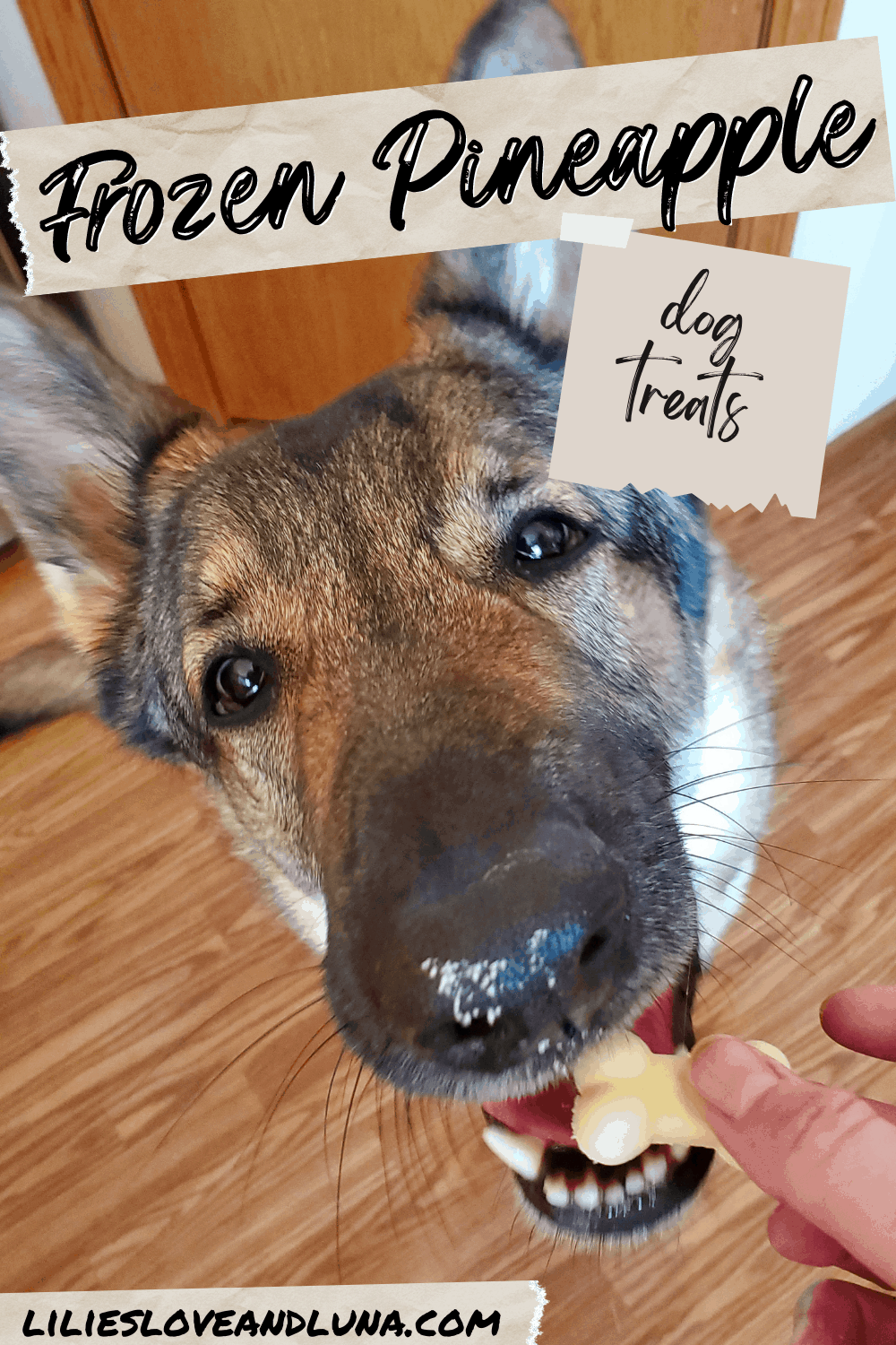 How to Make Frozen Pineapple Dog Treats Lilies, Love, and Luna