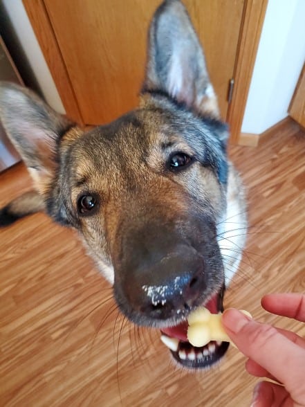 German Shepherd eating a frozen pineapple dog treat