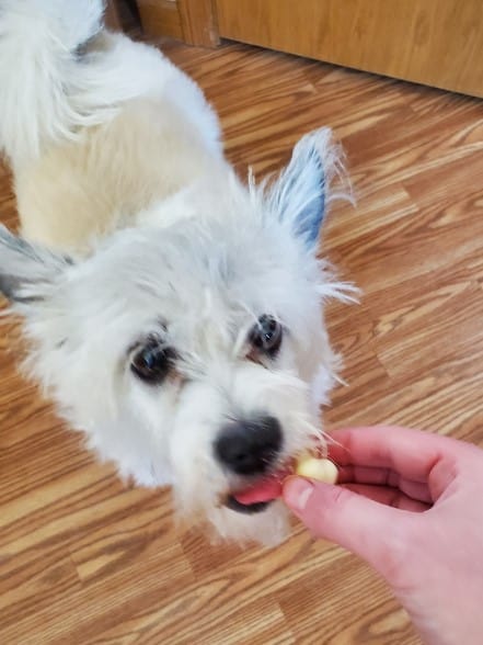 White dog eating a frozen pineapple treat.