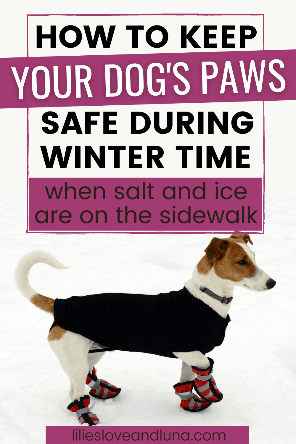 Tips for protecting your dog's paws in the winter Lilies, Love, and Luna