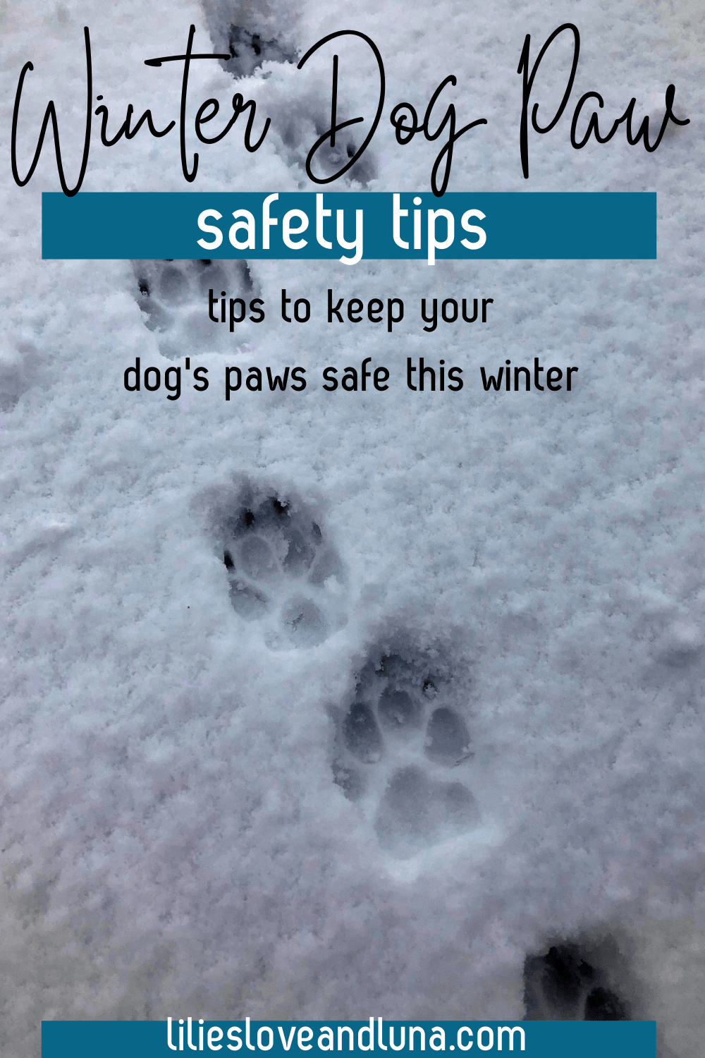 Tips for protecting your dog's paws in the winter Lilies, Love, and Luna
